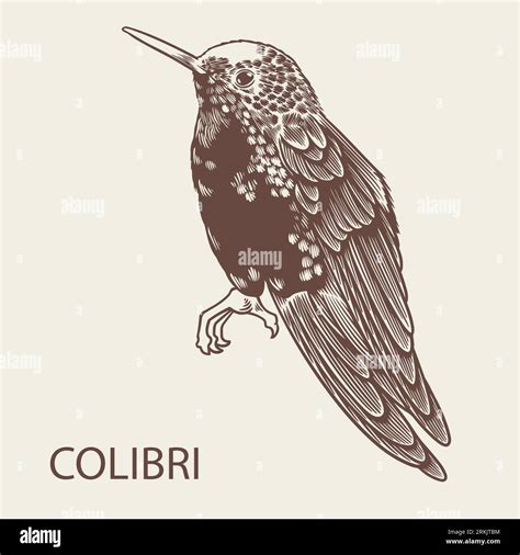 Illustration D Oiseau Colibri Dessin E La Main Vectorielle Ic Nes D