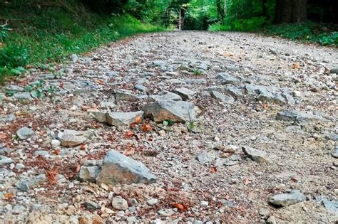 Auch Waldwege In S Dbaden Leiden Unter Dem Klimawandel Kreis Breisgau