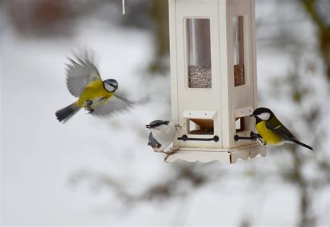 Vögel füttern im Winter so geht s richtig PETBOOK