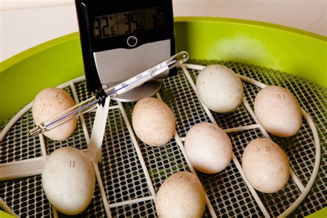 Getting Started Hatching Eggs In An Incubator Backyard Poultry