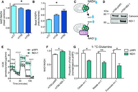 Reductive Carboxylation Is Dependent On NAD NADH Levels A Total