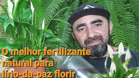 O melhor fertilizante natural para lírio da paz flores o tempo todo