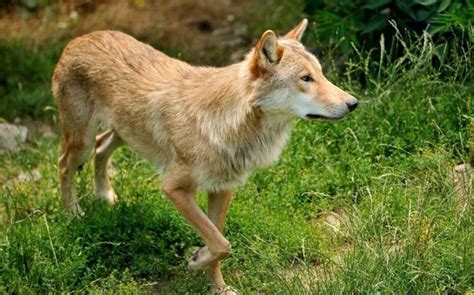 Les Loups Prennent Leurs Aises En France Le Parisien