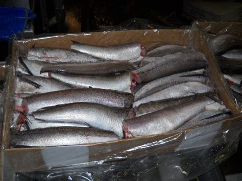 Pacific Hake High Quality Frozen Seafood Products South Carolina Fish