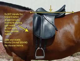 Royal Grove Stables Blog: SADDLE FITTING ~ HOW TO FIT AN ENGLISH SADDLE ...