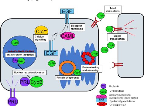 Figure 4 From Mechanism Of Action Of Cyclosporine A In Atopic Eczema