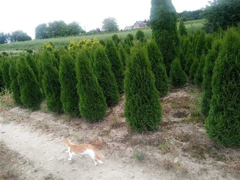 Tuja Thuja Szmaragd W Doniczkach 140 160cm Dostawa GRATIS Cieszyn OLX Pl