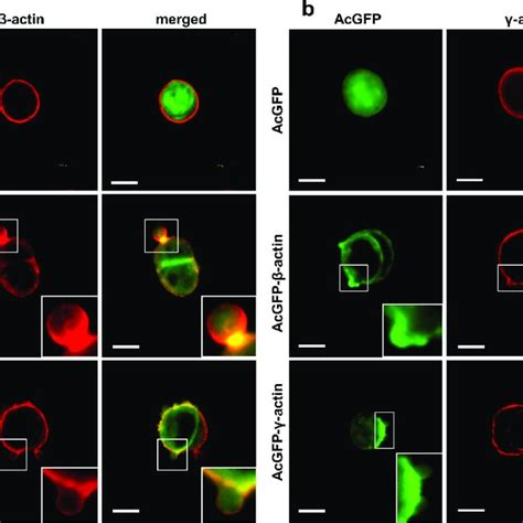 Subcellular Distribution Of β A And γ B Actin In Ls174t Cells With