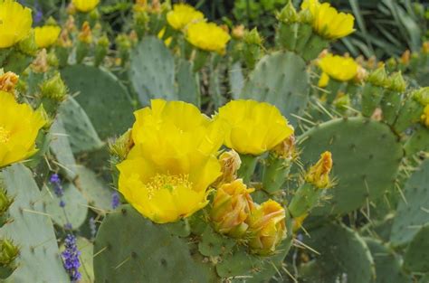 Growing Opuntia Cacti - Learn About Types Of Opuntia In Gardens | Gardening Know How