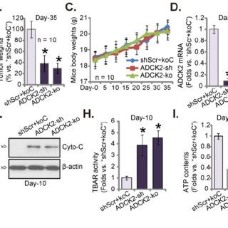 Adck Depletion Slows Nsclc Xenograft Growth In Nude Mice Adck Sh