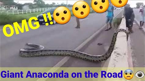 Giant Anaconda Crosses Road In Brazil Video Goes Viral Youtube