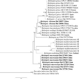 Phylogeny Of Species In Boletopsis Generated By Maximum Likelihood