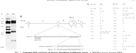 Figure 1 from Mouse glandular kallikrein genes. Structure and partial ...