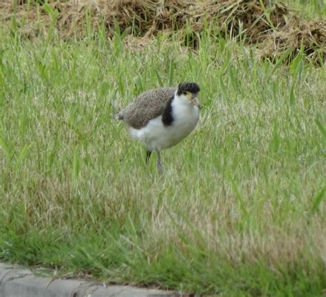 Black Shouldered Lapwing From Ballarat Vic Australia On October