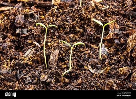 Cotyledon seed germination hi-res stock photography and images - Alamy