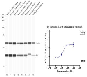 Assay Development To Monitor Cell Senescence Charnwood Discovery