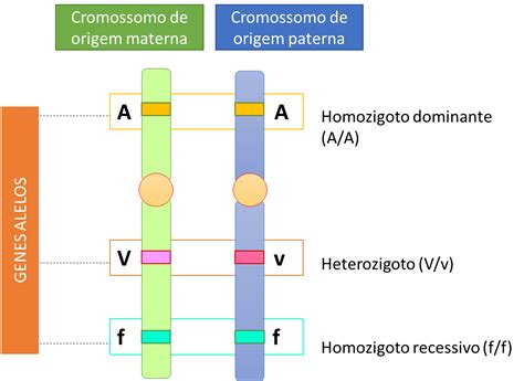 Genes Alelos O Que São Conceito Classificação Características