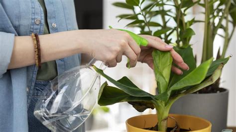 Qué beneficios tiene el vinagre para las plantas Descubre los 5