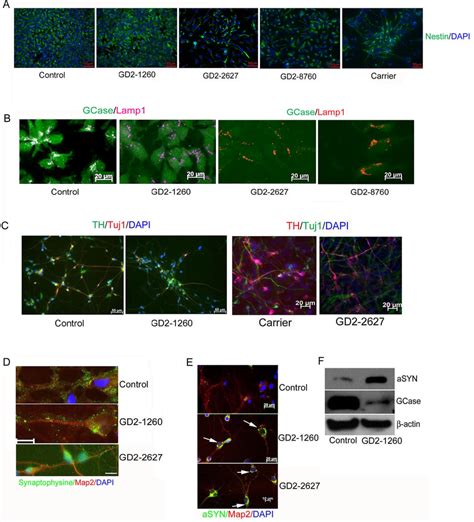 Characterization Of Ipsc Derived Npcs And Neurons A Neural Stem Cell