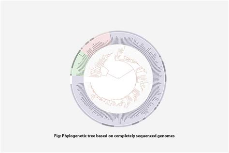 Significance of Phylogenetic Tree Analysis for Plant Biologists - ACI ...