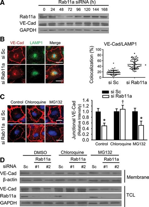 Rab11a Mediates Vascular Endothelial Cadherin Recycling And Controls