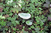 La Russule Verdoyante Russula Virescens