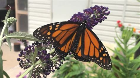 A Look At Monarch Gardens In Bloom Cbc News