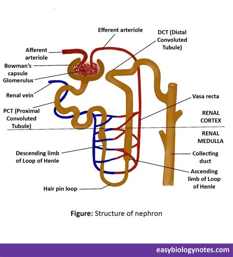 Human Excretory System Organs Mechanism And Regulation