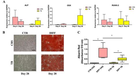 Osteogenic Differentiation Potential A Gene Expression Of Cells