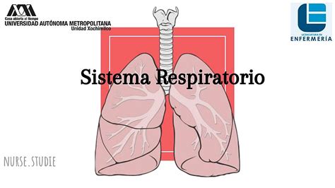 Anatomia Y Fisiologia Del Aparato Respiratorio Pdf Infoupdate Org