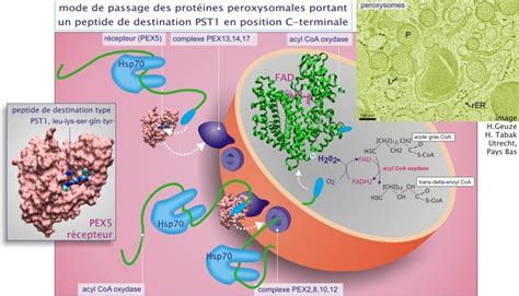 Transport des enzymes peroxysomales matricielles à travers la membrane