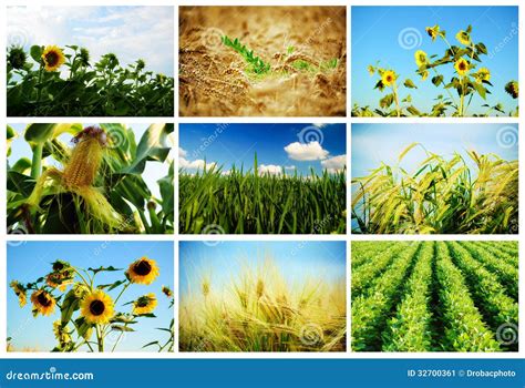 Agriculture Stock Image - Image: 32700361