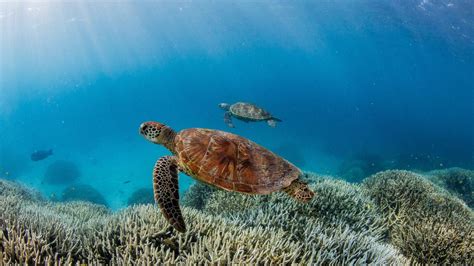 Great Barrier Reef Erleidet F Nfte Massenbleiche Von Korallen Stern De