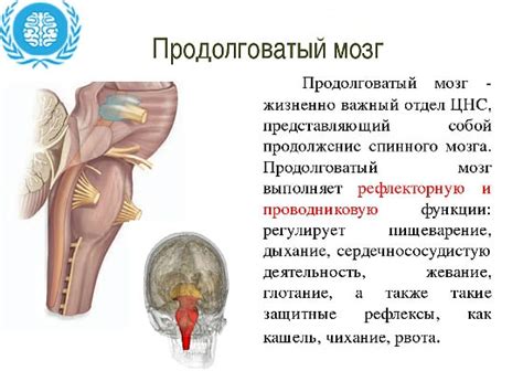 Продолговатый мозг — Строение и функции мозга человека, контроль процессов