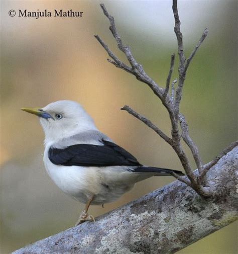 White Headed Starling Beautiful Birds Starling Photographer