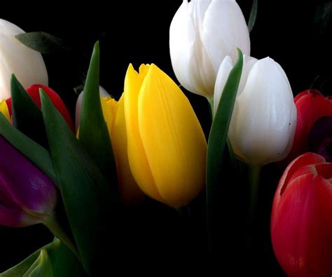 Black Tulip Wallpapers - Top Free Black Tulip Backgrounds - WallpaperAccess