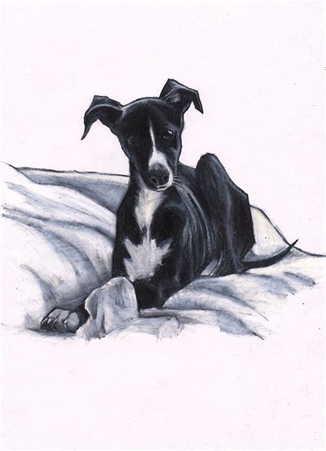 Whippet Colour Pencil Drawing Shop