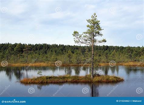 Swamp Viru in Estonia.the Nature of Estonia. Stock Photo - Image of nature, pure: 21524462