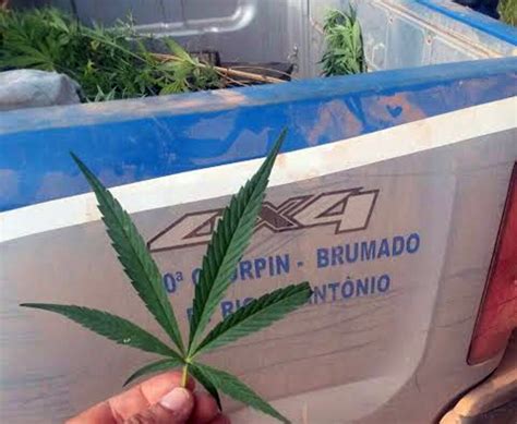 Itua U Pol Cia Acaba Planta O Do Playboy Da Cannabis Brumado