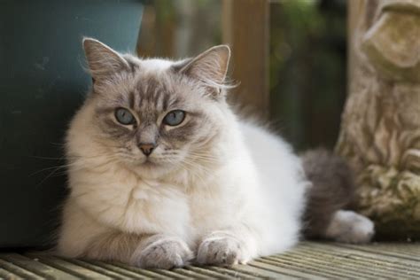 Blue Lynx Ragdoll Cat Sự kiện Nguồn gốc Lịch sử Có Ảnh Thế giới