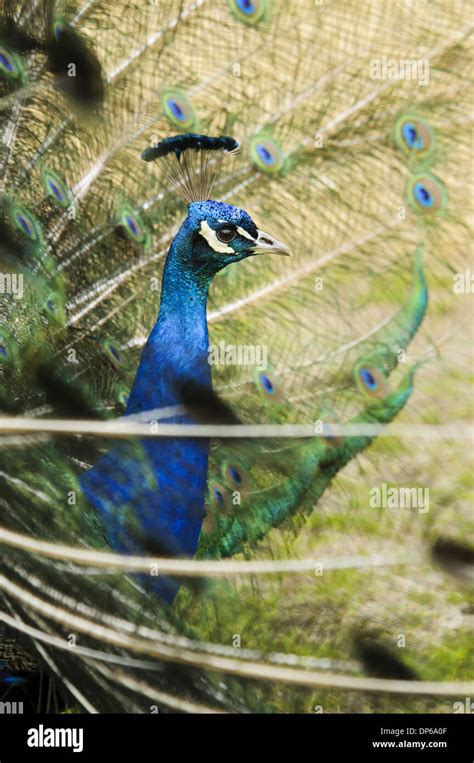 Indian Peafowl Pavo Cristatus Adult Male Close Up Of Head And Neck