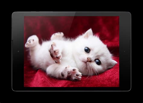 Kitten Lock Screen for Android - APK Download