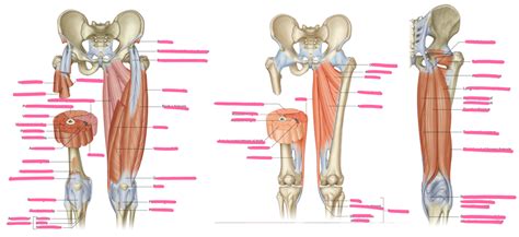 Muscles And Compartments Of The Thigh Diagram Quizlet