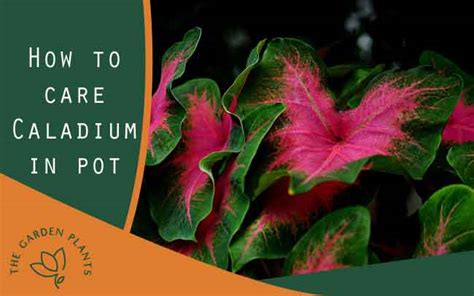 How To Care For Caladiums In Pots Indoors Plant