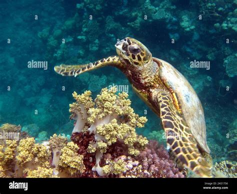 Sea Turtles Great Reef Turtle Bissa Hawksbill Sea Turtle Cr Species Hawksbill Turtle