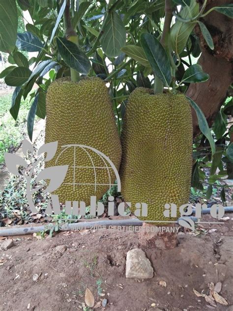 Jack Fruit Grafted Plants At Rs 550piece Jackfruit Plant In Anand