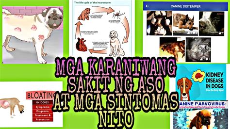 Mga Karaniwang Sakit Ng Aso At Mga Sintomas Nito Youtube