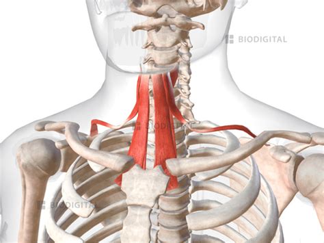 Infrahyoid muscles | BioDigital Anatomy