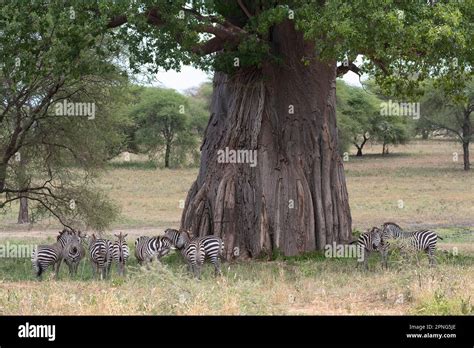 Plains Zebra Equus Quagga Or Horse Zebra Animals In Front Of African