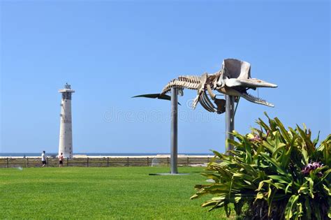 The Skeleton Of The Whale And The Lighthouse In Morro Jable Stock Photo